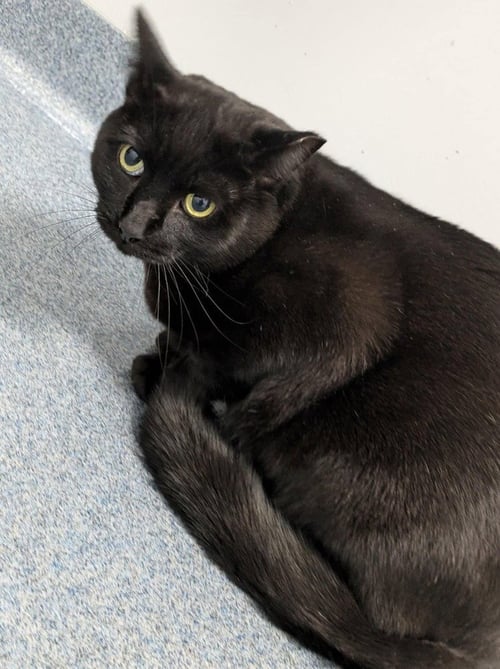 SUNSHINE - Domestic Short Hair available for adoption