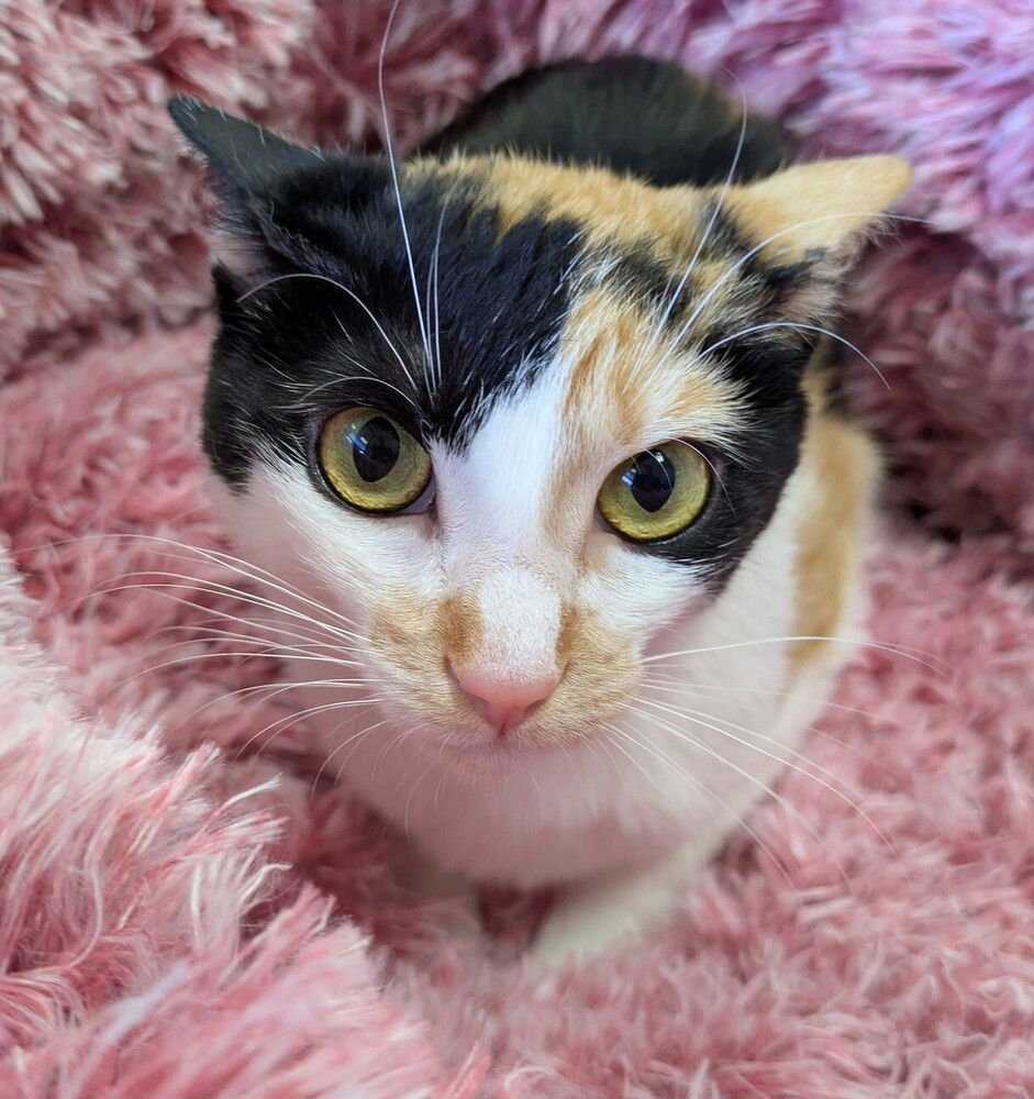 CHLOE - Domestic Short Hair for adoption in Raleigh