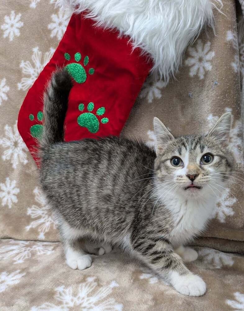 NADJA OF ANTIPAXOS - Domestic Short Hair available for adoption