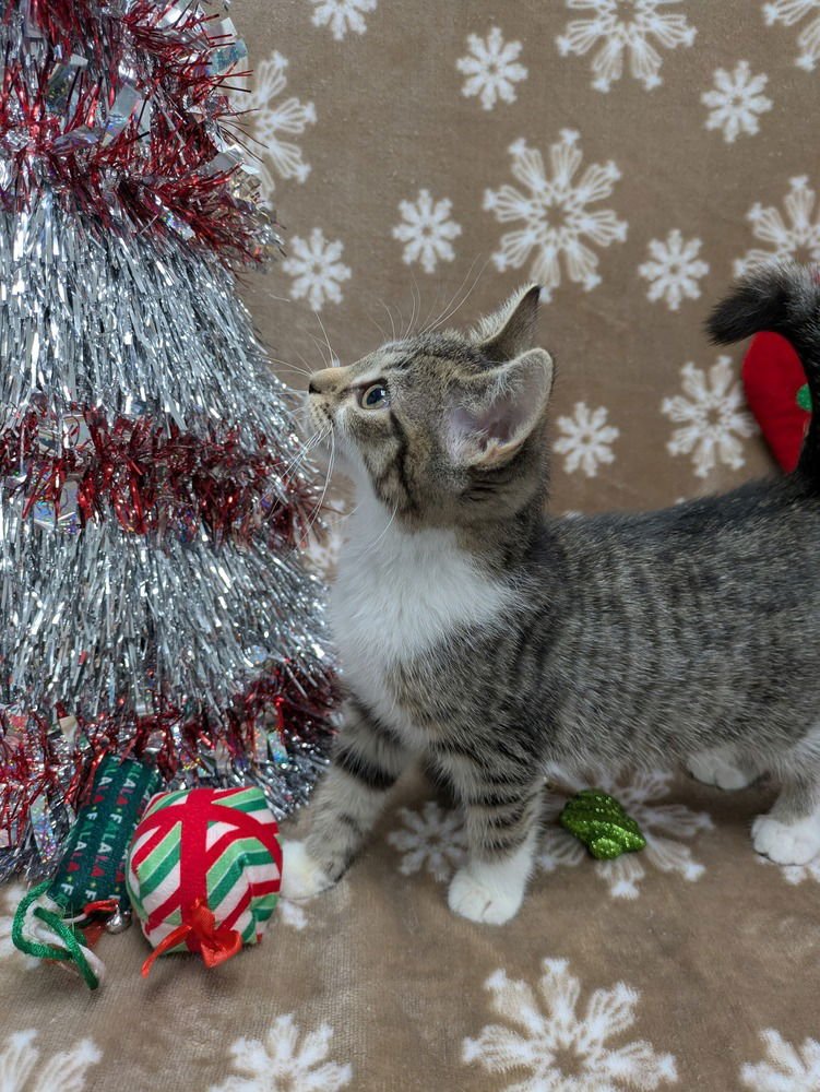 NADJA OF ANTIPAXOS - Domestic Short Hair available for adoption