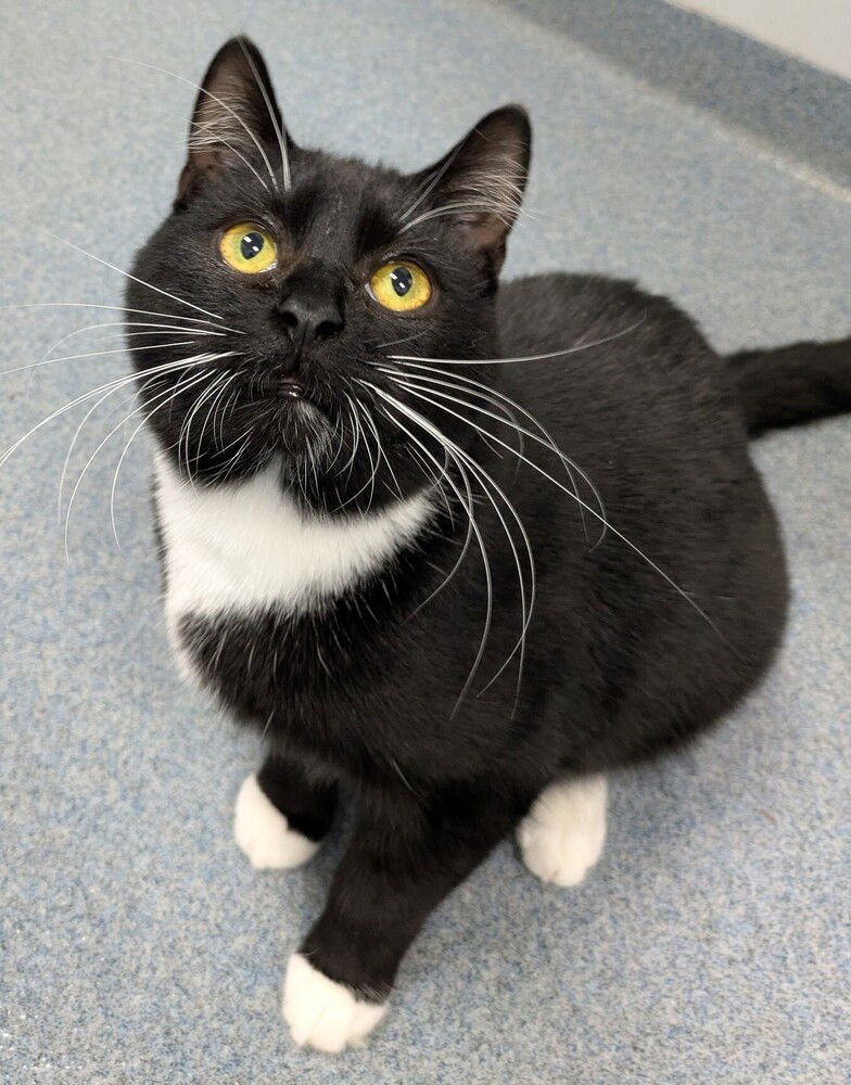 ROCKY - Domestic Short Hair for adoption in Raleigh