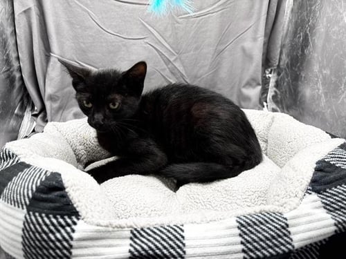 A121909 - Domestic Short Hair available for adoption