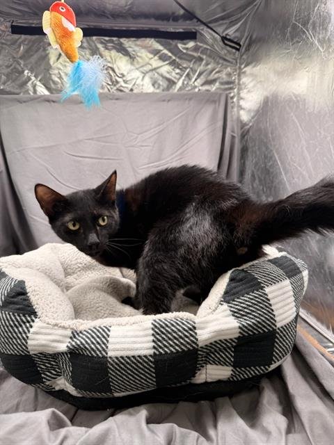 GRANT - Domestic Short Hair available for adoption