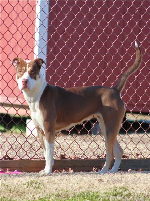 DESTINY - Pit Bull Terrier available for adoption