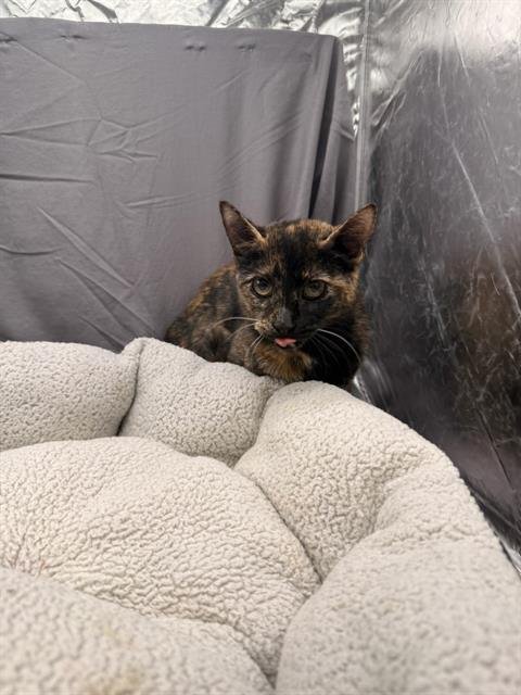 NORA - Domestic Short Hair for adoption in Augusta
