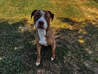 SAM - Photo 1