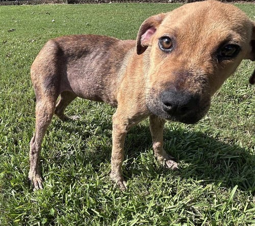 A122679 - Pit Bull Terrier available for adoption