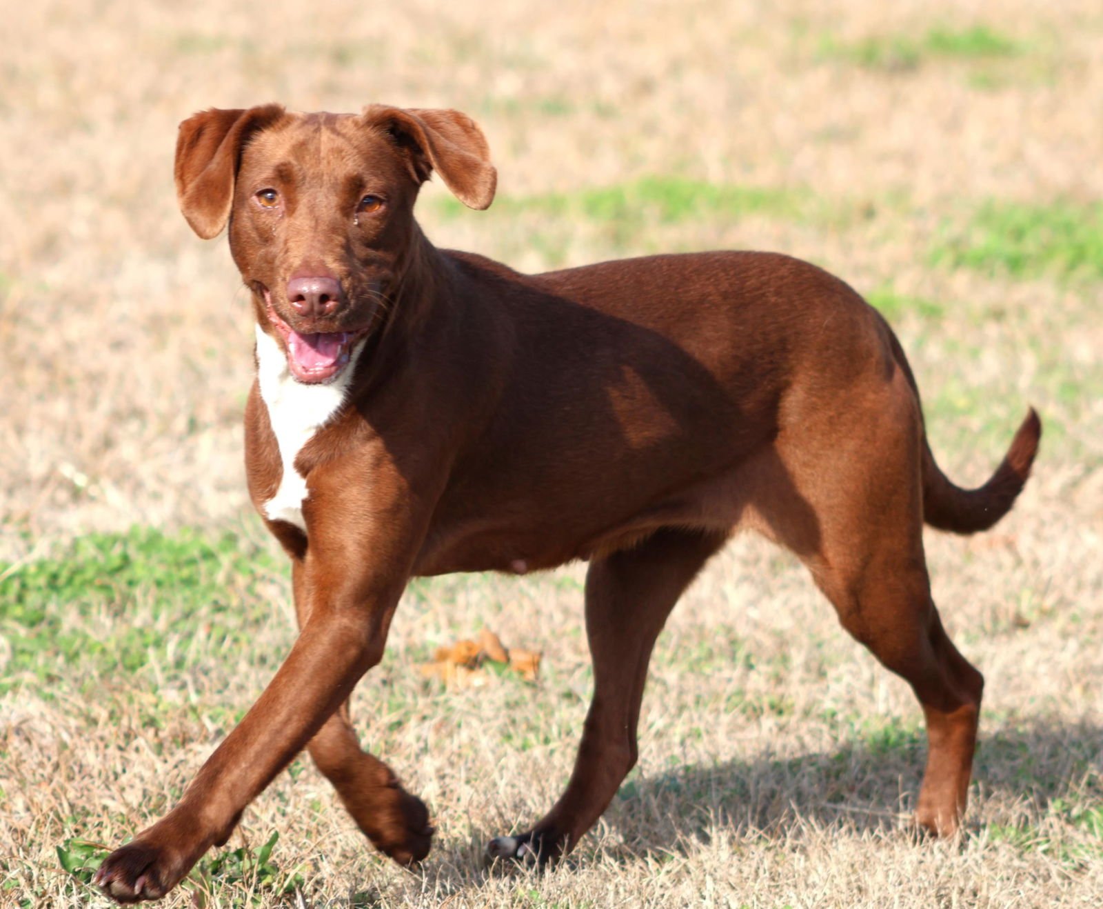 MUFFIN - Labrador Retriever available for adoption