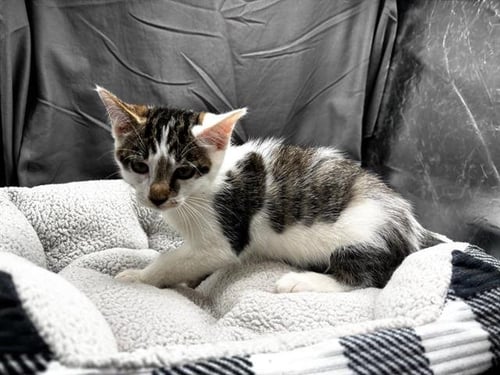 A121888 - Domestic Short Hair available for adoption