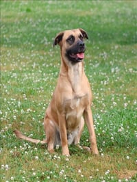 ASHOKA - Photo 1