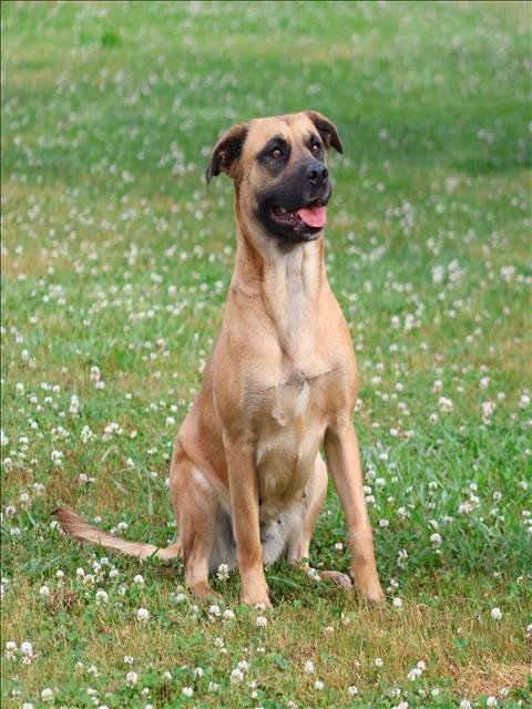 ASHOKA - Black Mouth Cur available for adoption