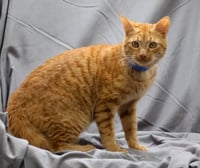 MILO - Photo 1