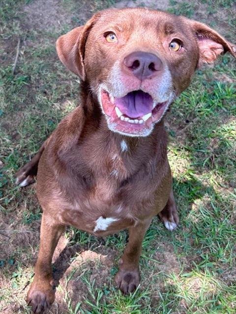 MILO - Labrador Retriever available for adoption