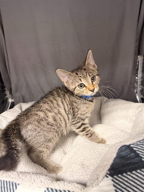 OREGANO - Domestic Short Hair available for adoption