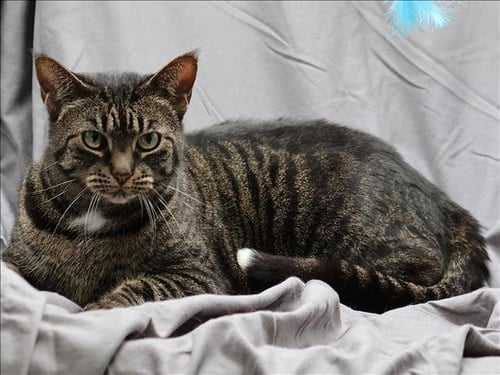 GISELLE - Domestic Short Hair available for adoption