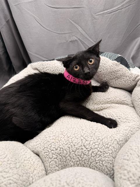 TRUFFLE - Domestic Short Hair for adoption in Augusta