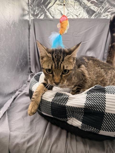 TRIXIE - Domestic Short Hair available for adoption