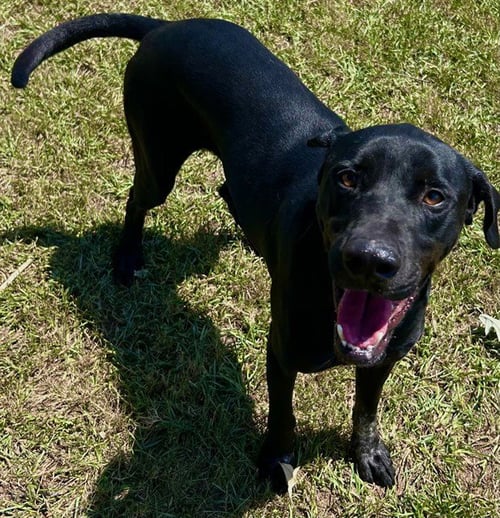 COCA COLA - Labrador Retriever available for adoption