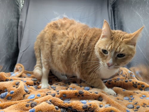 ZIGGY - Domestic Short Hair available for adoption