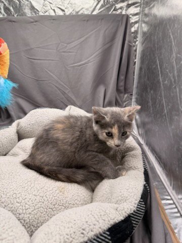 AGNES - Domestic Short Hair available for adoption