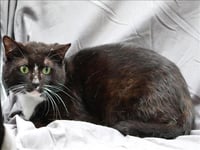 BINX - Photo 1
