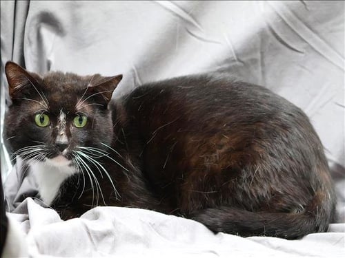 BINX - Domestic Short Hair available for adoption