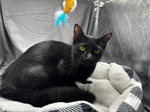 GYPSY - Domestic Short Hair available for adoption