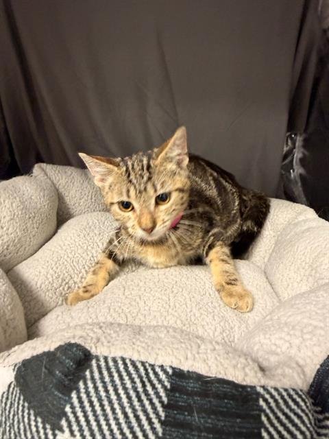 JOLENE - Domestic Short Hair available for adoption
