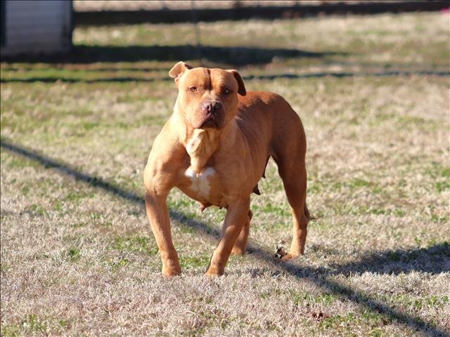 COCO - Pit Bull Terrier available for adoption
