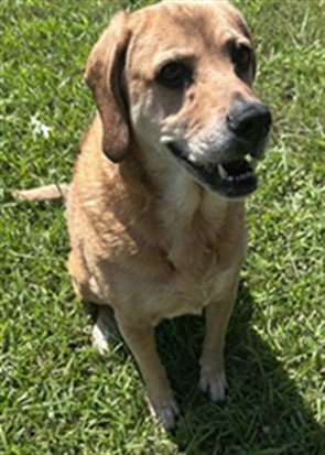 EMMA - Labrador Retriever / Bloodhound available for adoption