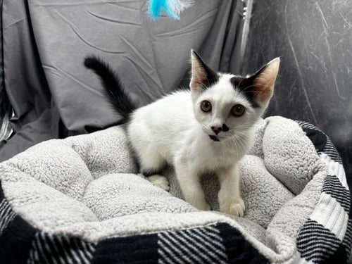 A121880 - Domestic Short Hair available for adoption