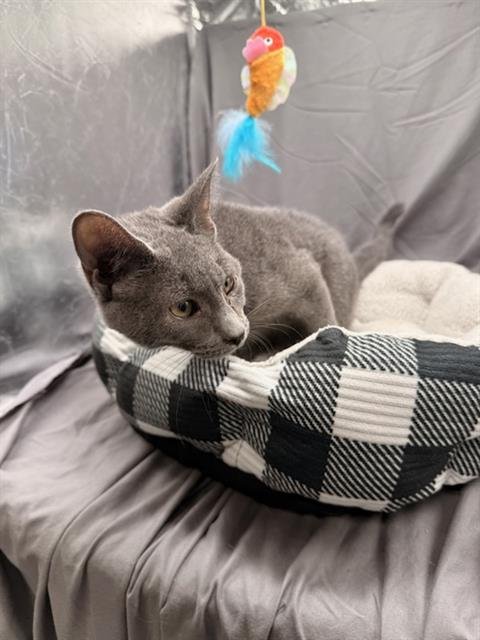 STACK - Domestic Short Hair available for adoption