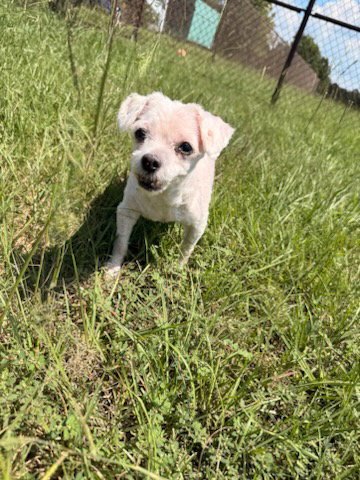 COOKIE - Maltese available for adoption