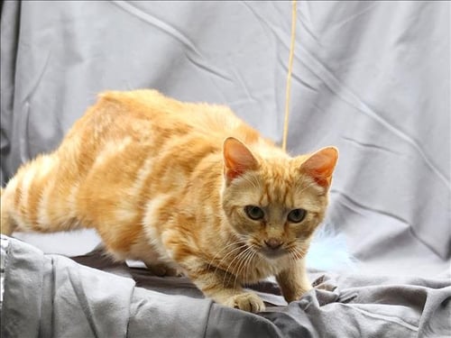 CLEMENTINE - Domestic Medium Hair available for adoption