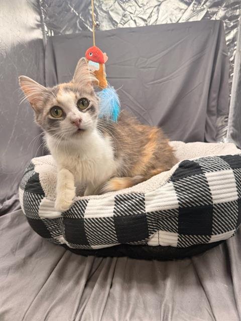 YARA - Domestic Medium Hair available for adoption