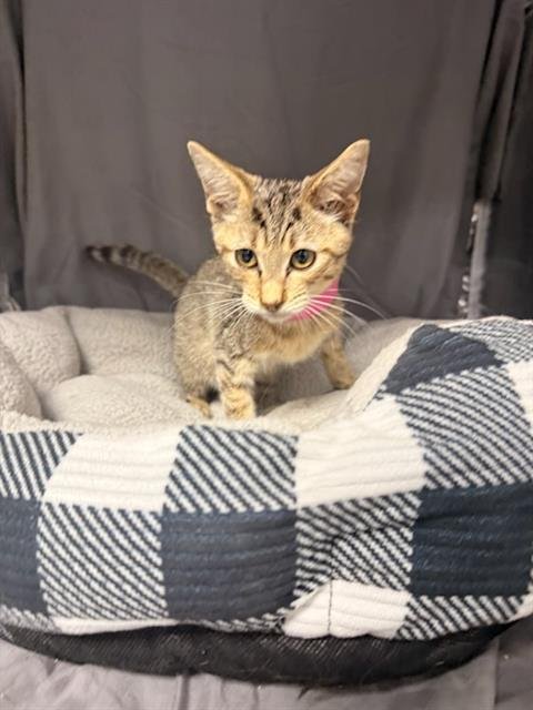 KAYA - Domestic Short Hair available for adoption