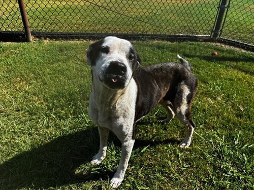 MABEL - Pit Bull Terrier available for adoption