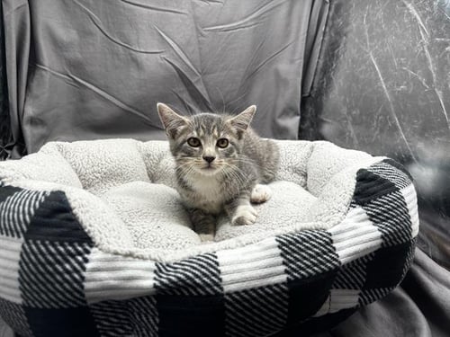 A121883 - Domestic Short Hair available for adoption