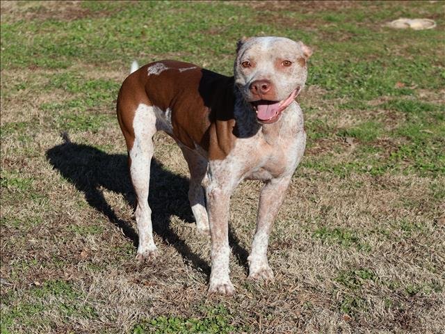 LAMBO - Pit Bull Terrier / Catahoula Leopard Dog available for adoption