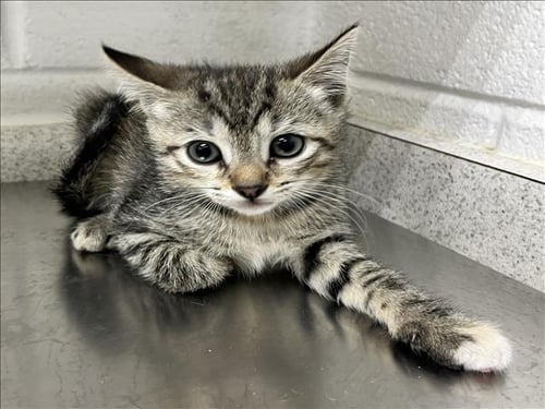 A121309 - Domestic Short Hair available for adoption