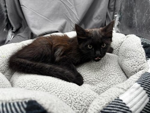 A121878 - Domestic Short Hair available for adoption