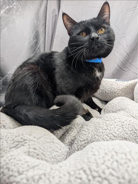 WILLIAM SHAKESPAW - Domestic Short Hair for adoption in Augusta