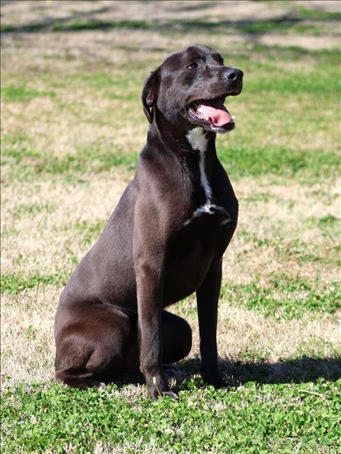 SHIRE - Australian Shepherd / Labrador Retriever available for adoption