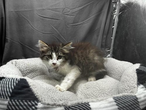 A122156 - Domestic Medium Hair available for adoption