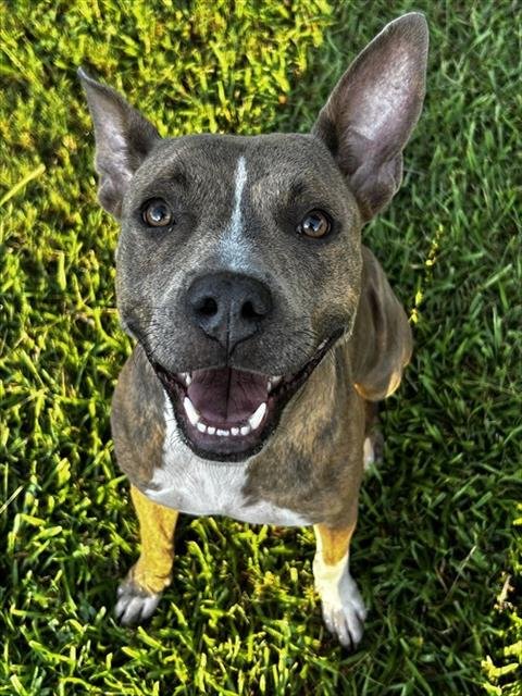 HARMONY - Pit Bull Terrier available for adoption