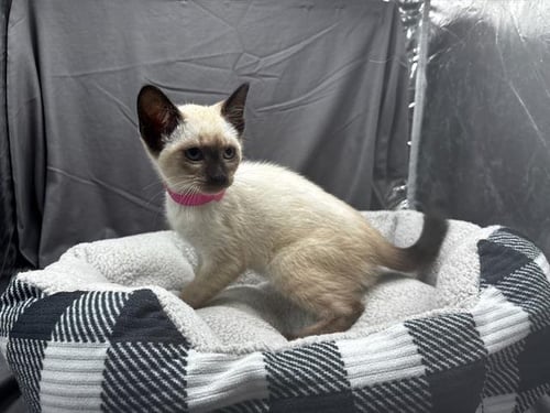 A122155 - Siamese available for adoption