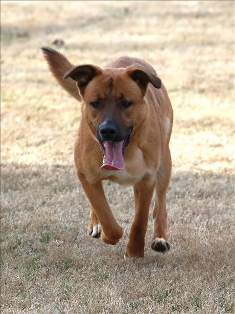 DRAKE - Akita / Labrador Retriever available for adoption