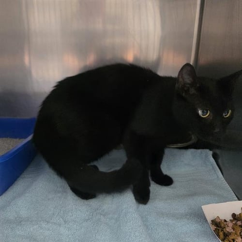 KATYA - Domestic Short Hair available for adoption