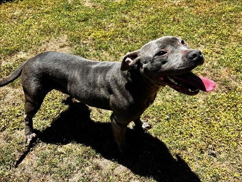 TIANA - Pit Bull Terrier available for adoption