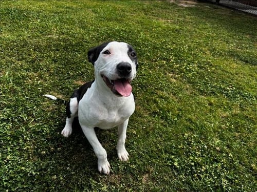 LILY - Pit Bull Terrier available for adoption